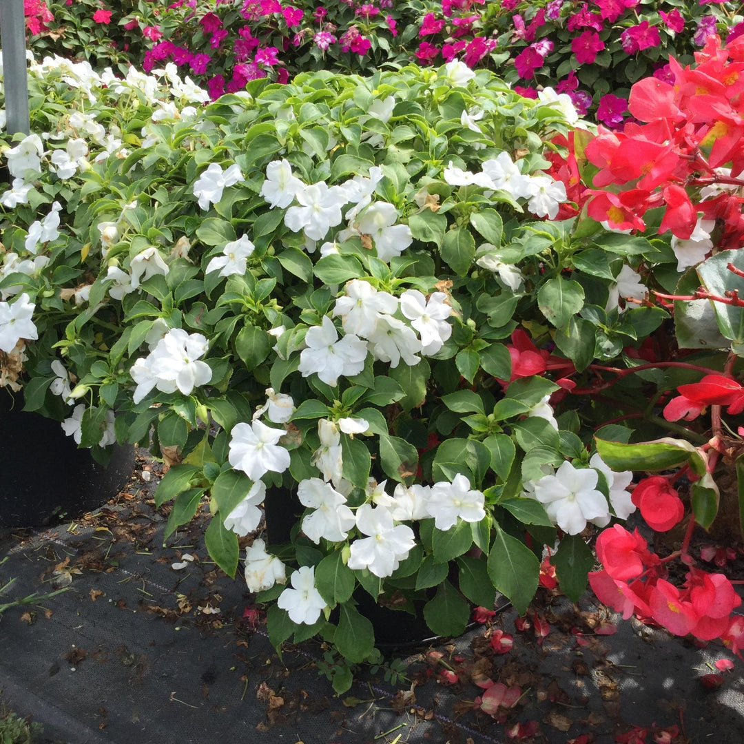 Impatiens walleriana 'PAS1357832' ~ Beacon® White Impatiens-ServeScape