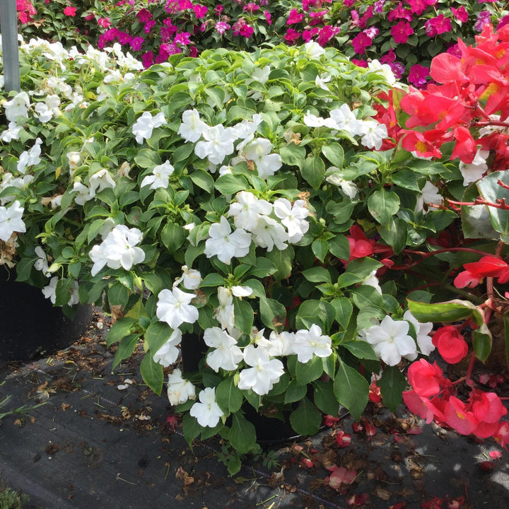 Impatiens walleriana 'PAS1357832' ~ Beacon® White Impatiens-ServeScape