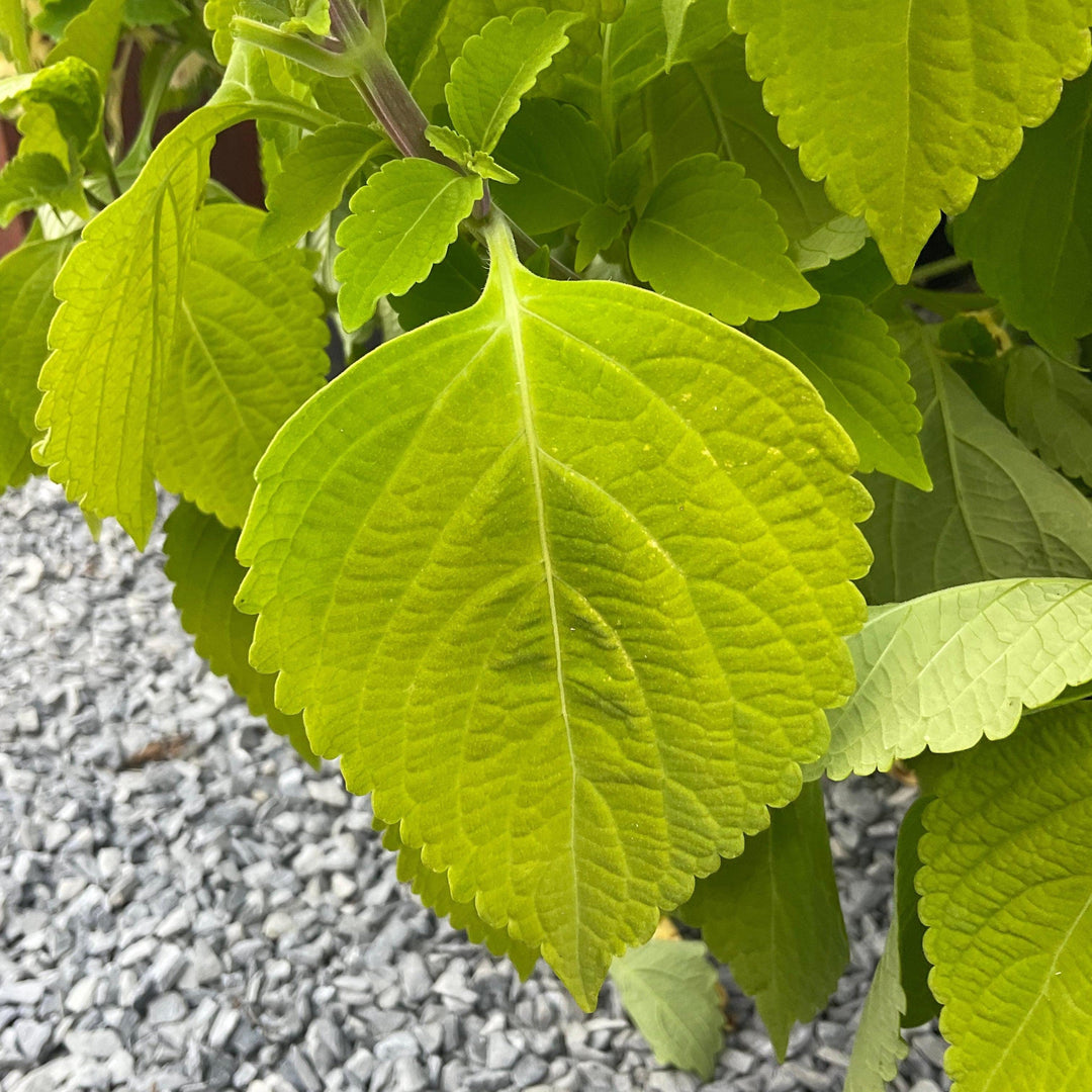 Solenostemon scutellarioides 'Main Street Chartres Street’ ~ Main Street Chartres Street™ Coleus-ServeScape