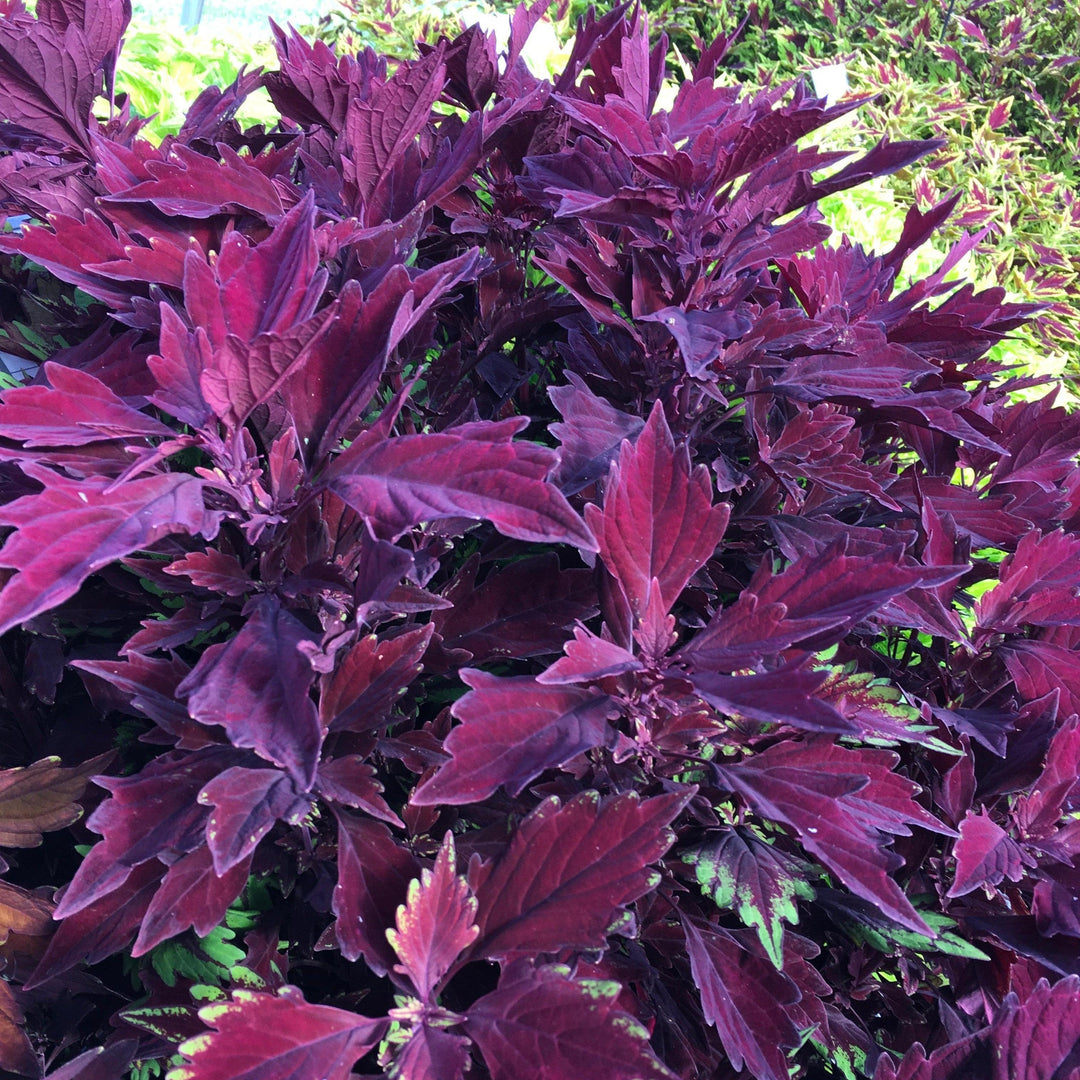 Solenostemon scutellarioides 'UF15-97-9’ ~ FlameThrower™ Salsa Rojo Coleus-ServeScape