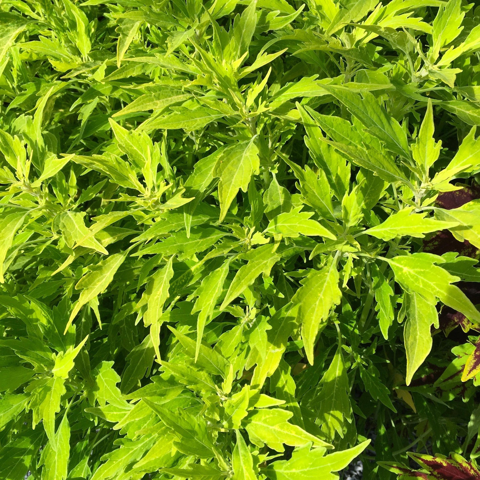 Solenostemon scutellarioides 'UF14-24-1’ ~ FlameThrower™ Salsa Verde Coleus-ServeScape