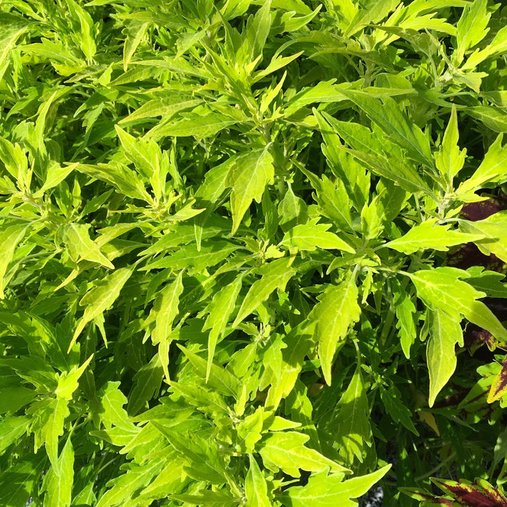 Solenostemon scutellarioides 'UF14-24-1’ ~ FlameThrower™ Salsa Verde Coleus-ServeScape