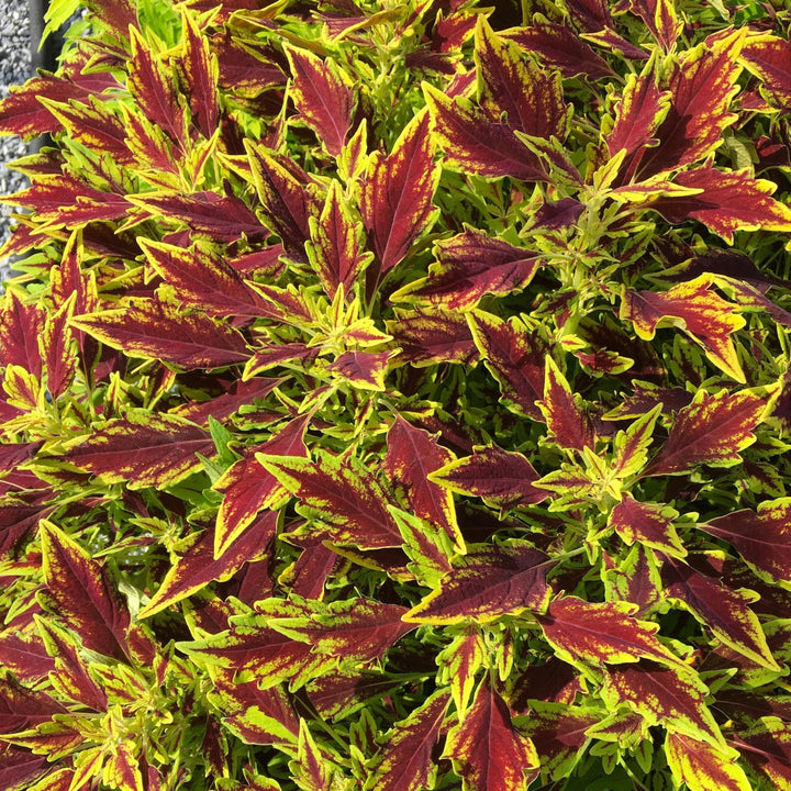 Solenostemon scutellarioides 'UF15-6-28’ ~ FlameThrower™ Serrano Coleus-ServeScape