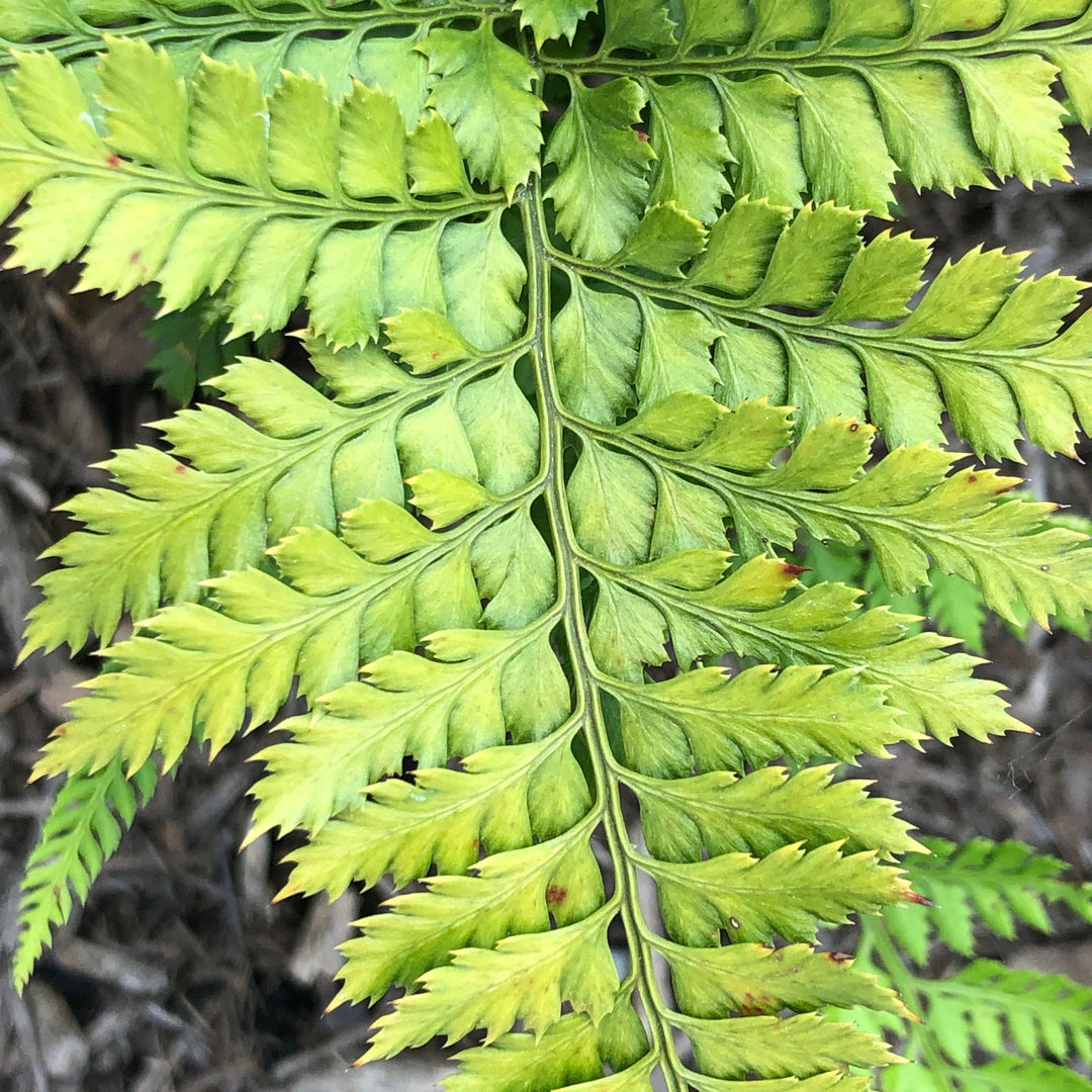 Arachniodes davalliaeformis ~ Shiny Bristle Fern-ServeScape