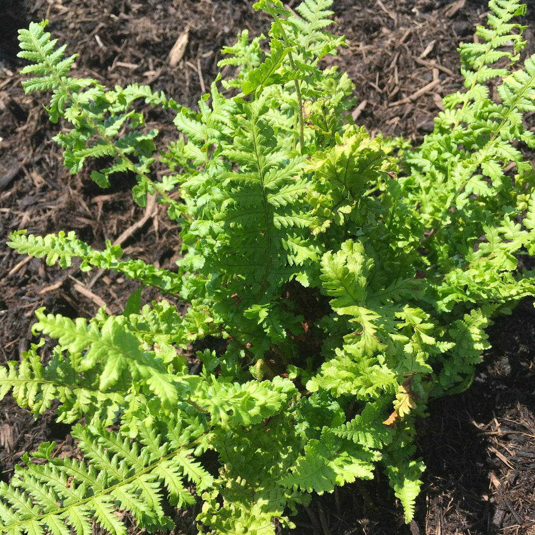 Dryopteris filix-mas 'Parsley' ~ Parsley Male Fern-ServeScape