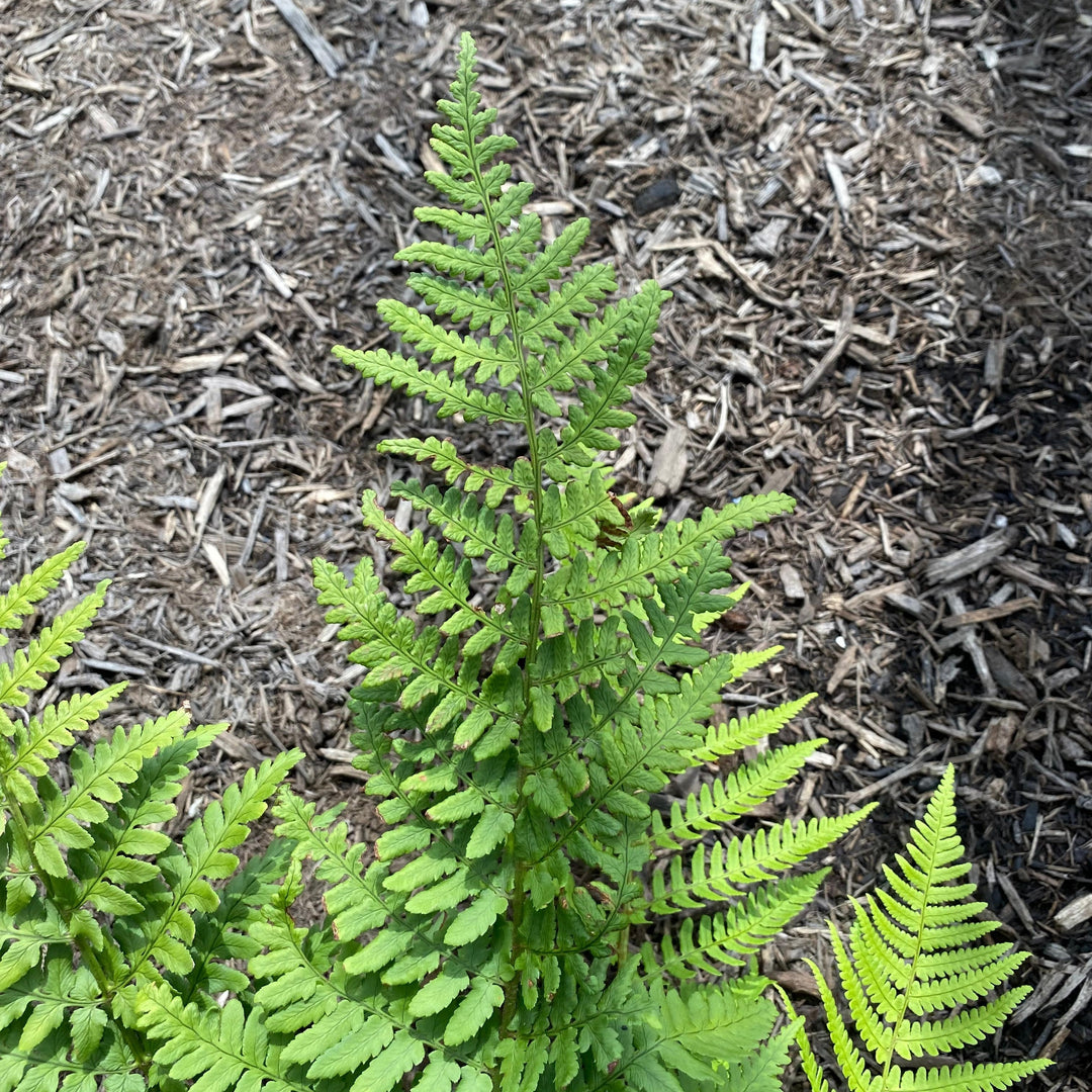 Dryopteris pulcherrima ~ Beautiful Wood Fern-ServeScape
