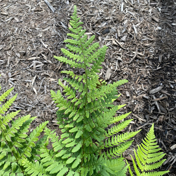 Dryopteris pulcherrima ~ Beautiful Wood Fern-ServeScape