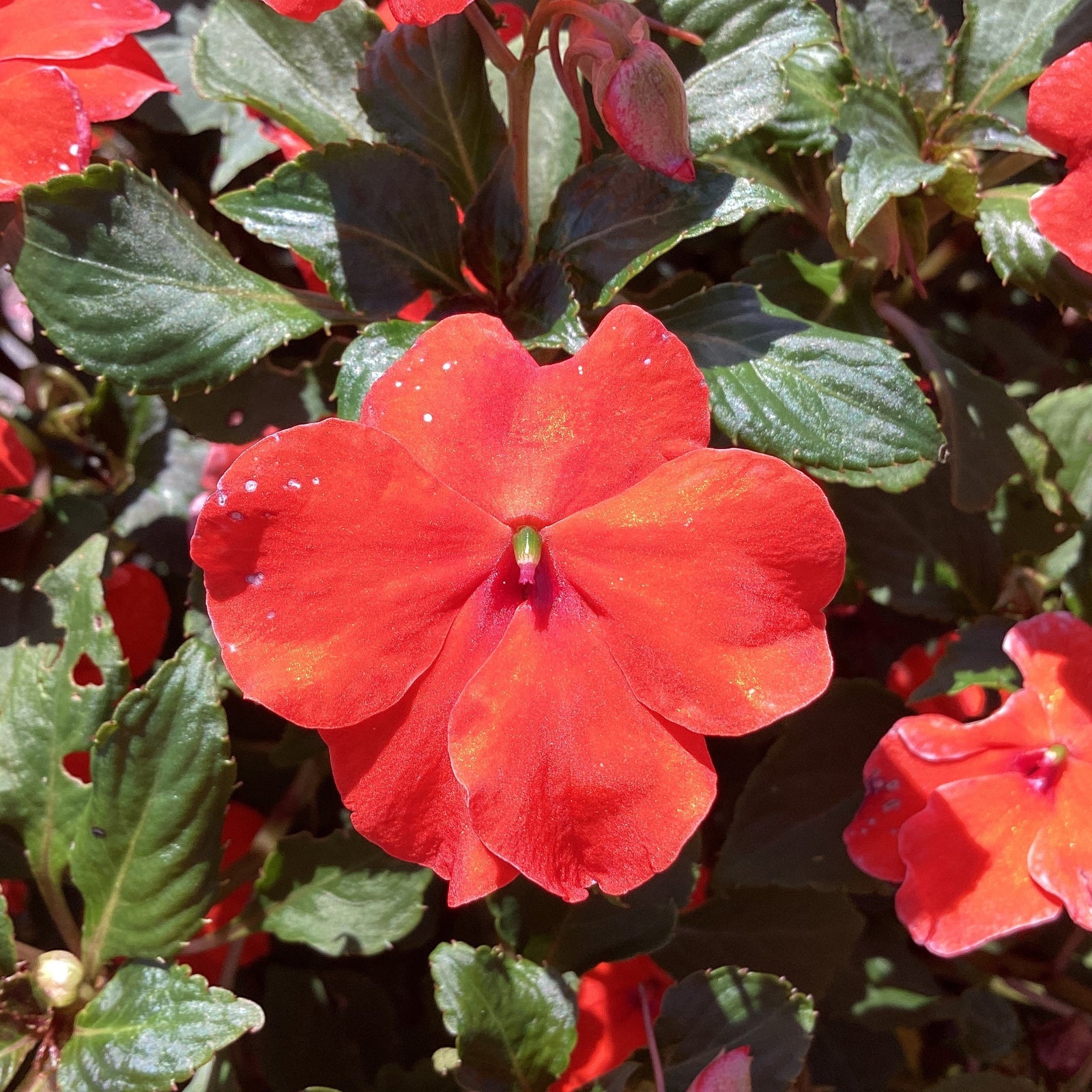 Impatiens walleriana 'XDR Orange' ~ Imara™ XDR Orange Impatiens-ServeScape