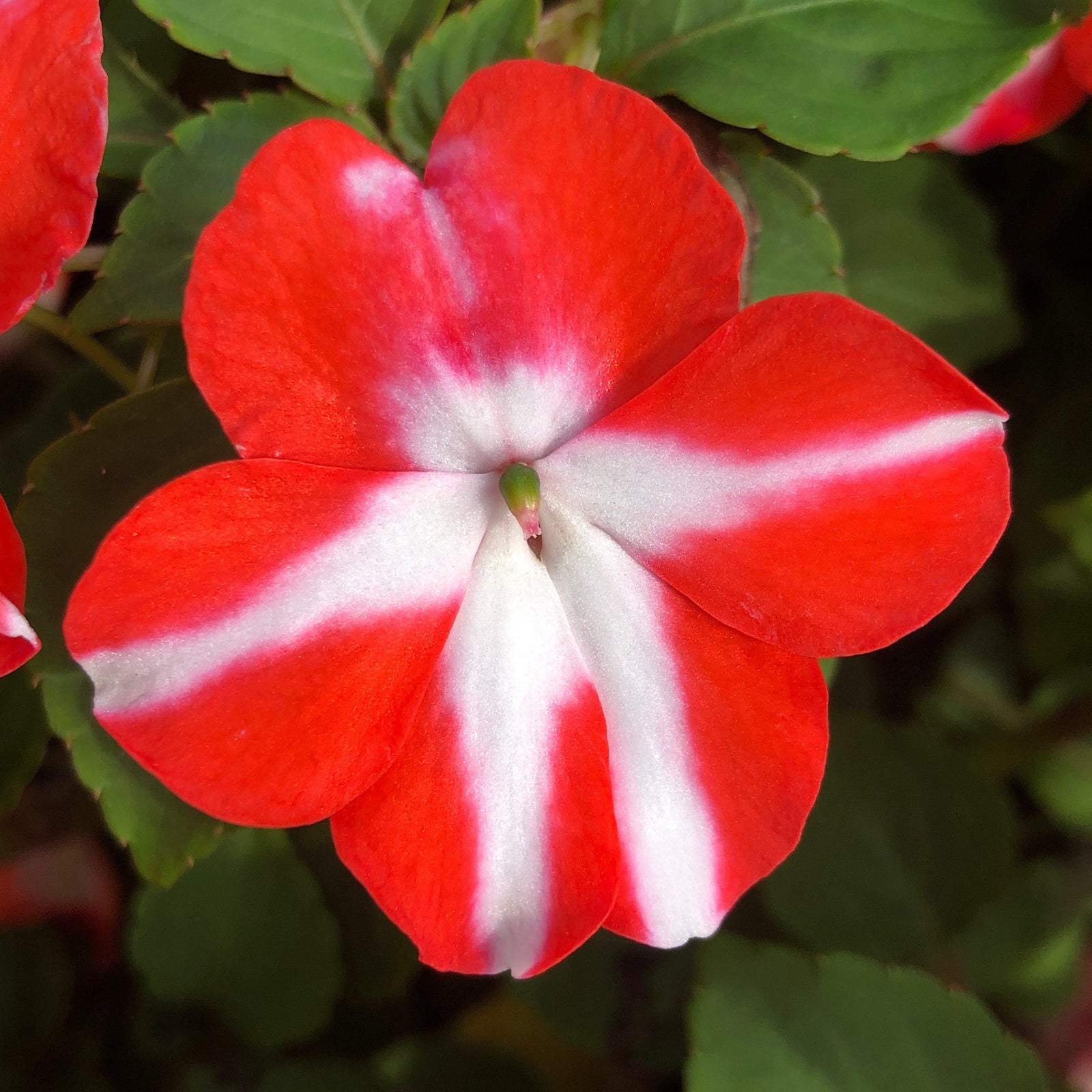 Impatiens walleriana 'XDR Orange Star' ~ Imara™ XDR Orange Star Impatiens-ServeScape
