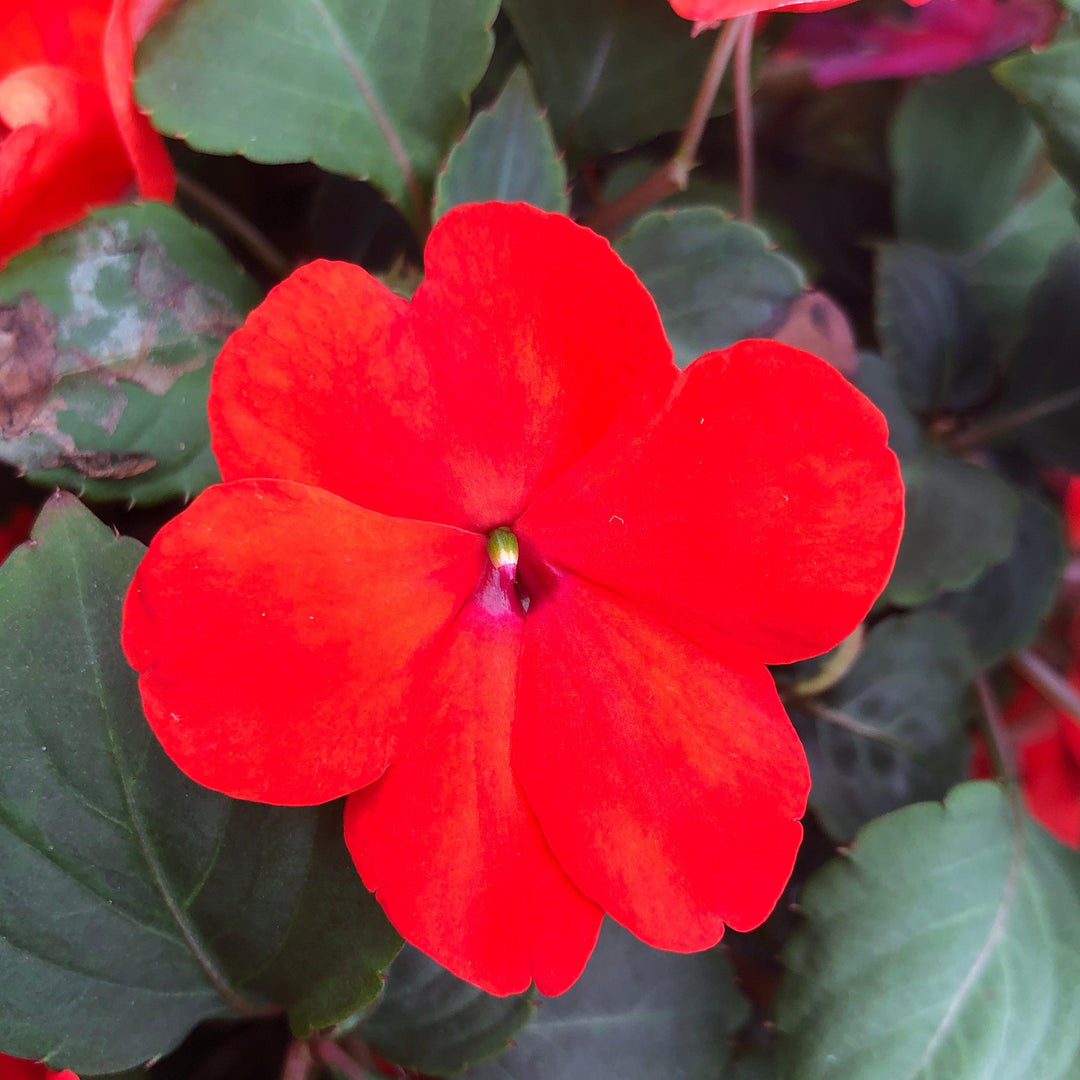 Impatiens walleriana 'XDR Orange' ~ Imara™ XDR Orange Impatiens-ServeScape