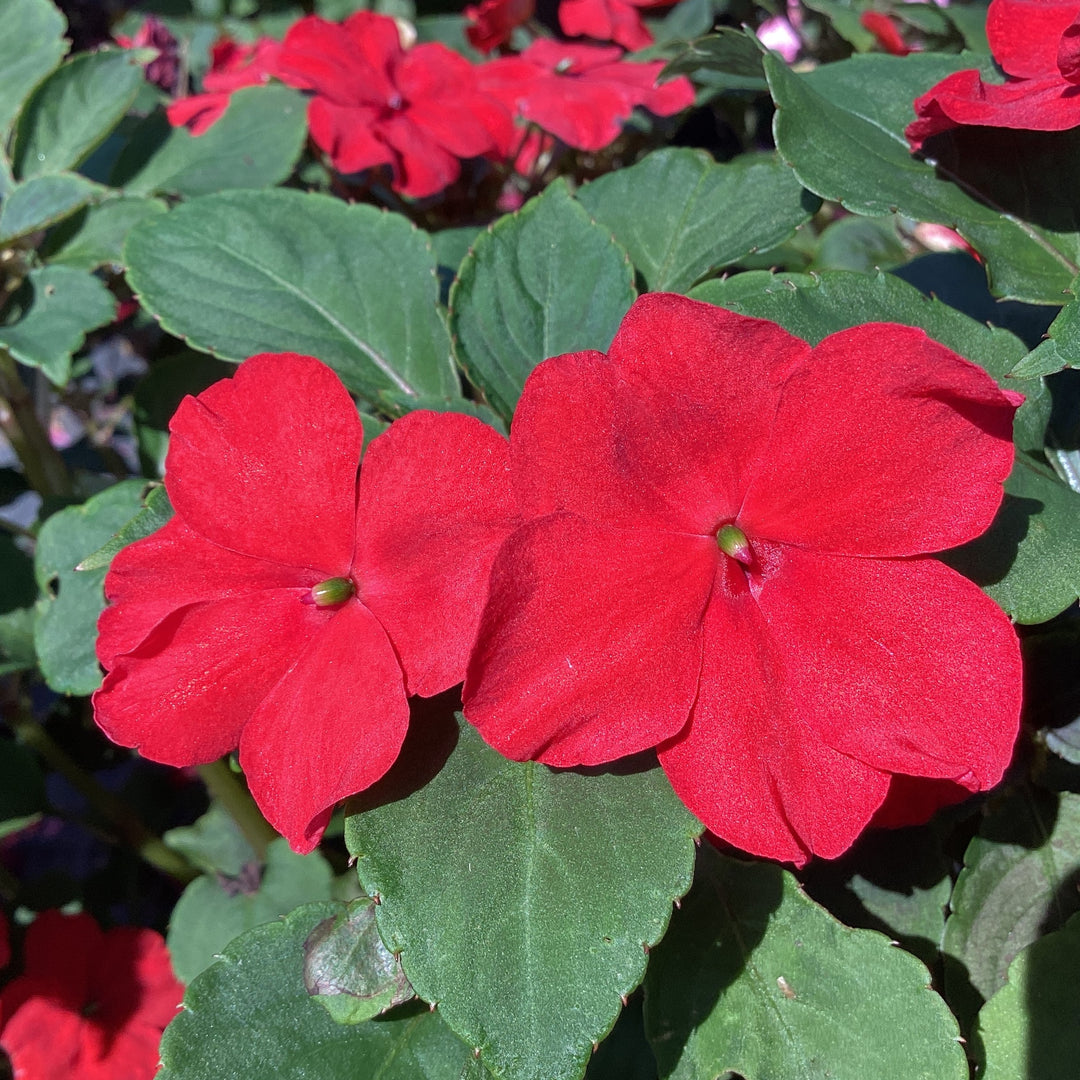 Impatiens walleriana 'XDR Red' ~ Imara™ XDR Red Impatiens-ServeScape