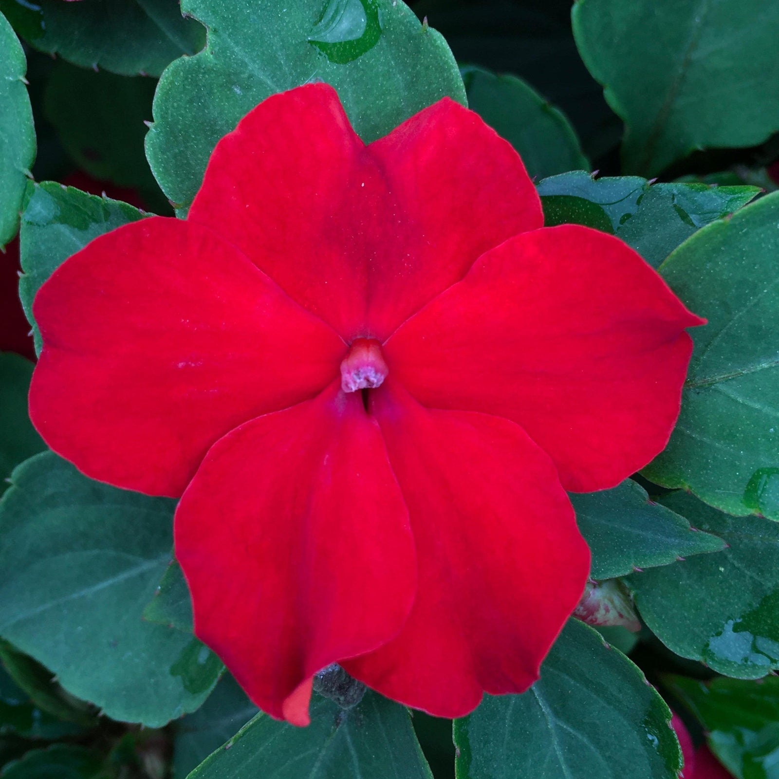 Impatiens walleriana 'XDR Red' ~ Imara™ XDR Red Impatiens-ServeScape