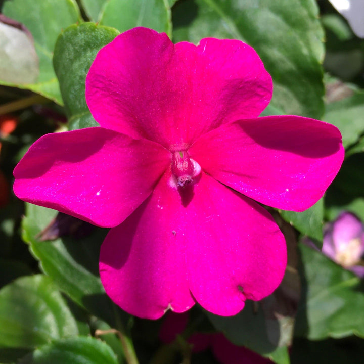 Impatiens walleriana 'Beacon Formula Mixture' ~ Beacon® Formula Mixture Impatiens-ServeScape