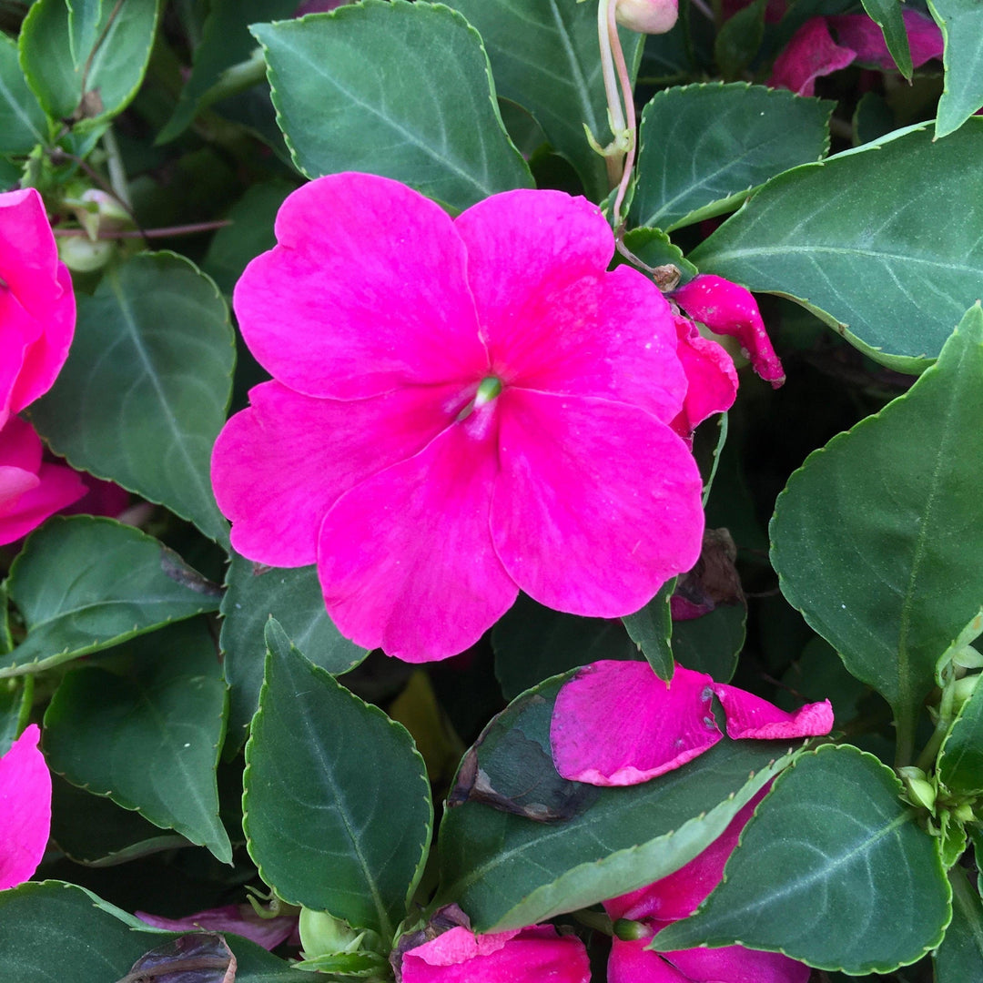 Impatiens walleriana 'PAS1377332' ~ Beacon® Rose Impatiens-ServeScape