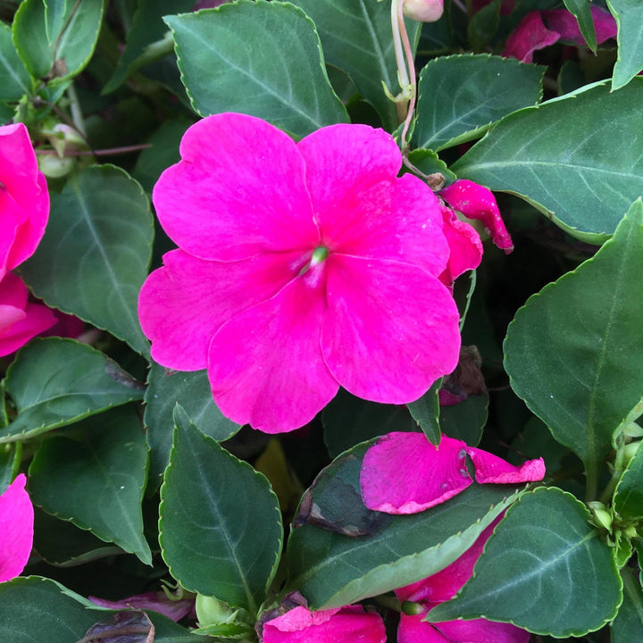 Impatiens walleriana 'PAS1377332' ~ Beacon® Rose Impatiens-ServeScape