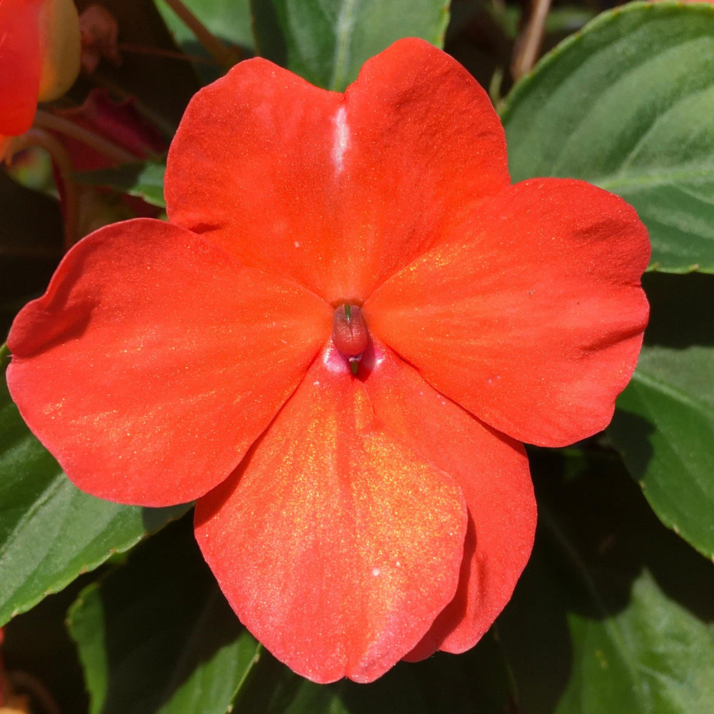 Impatiens walleriana 'PAS1357835' ~ Beacon® Salmon Impatiens-ServeScape