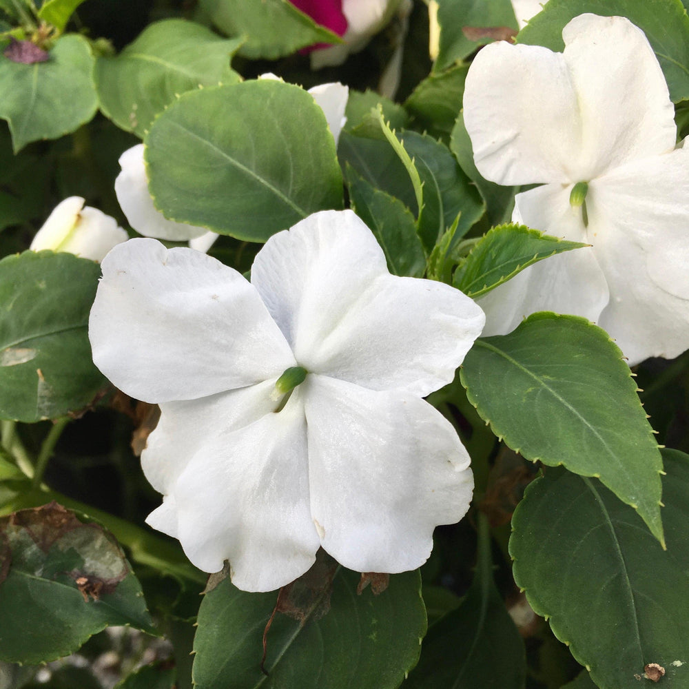Impatiens walleriana 'PAS1357832' ~ Beacon® White Impatiens-ServeScape