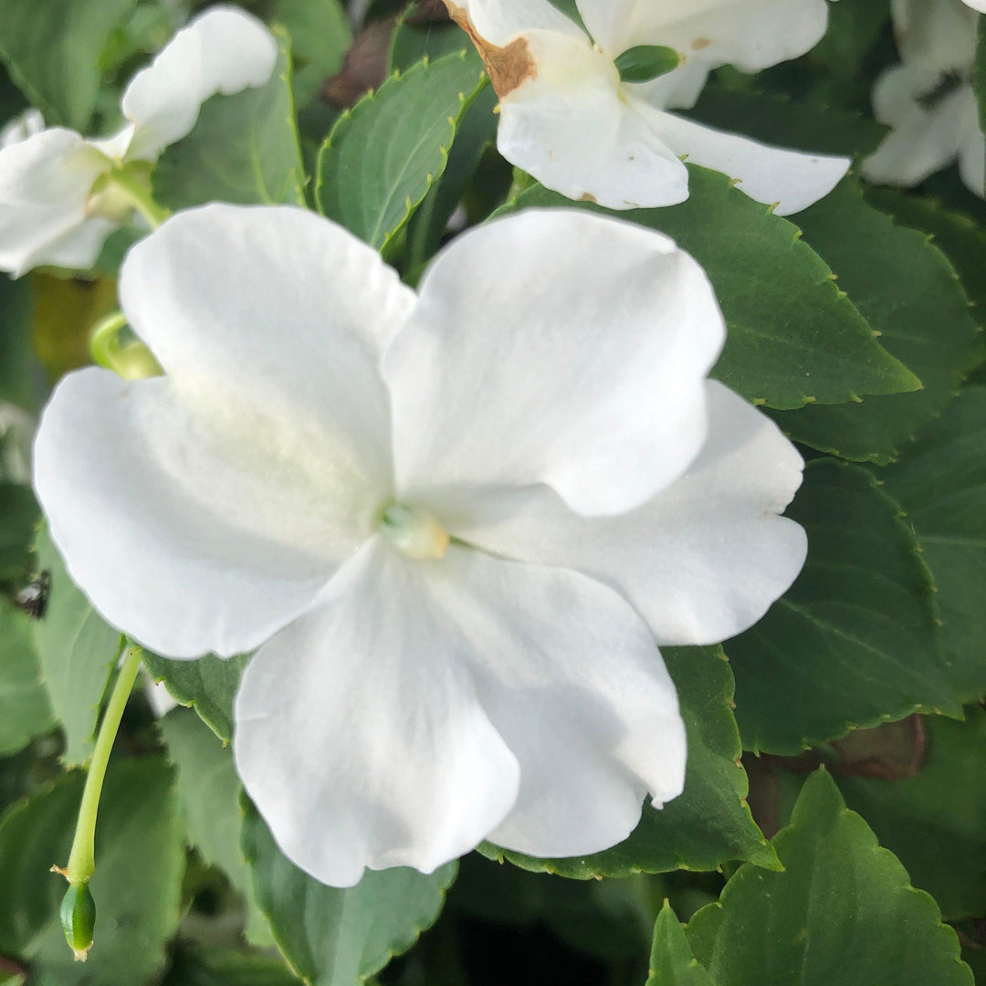 Impatiens walleriana 'PAS1357832' ~ Beacon® White Impatiens-ServeScape