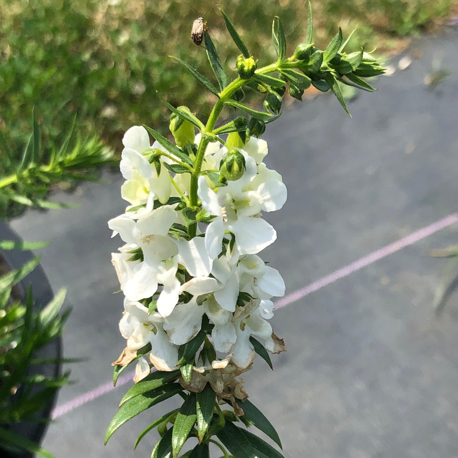 Angelonia angustifolia 'Carita White' ~ Carita™ White Summer Snapdragon-ServeScape