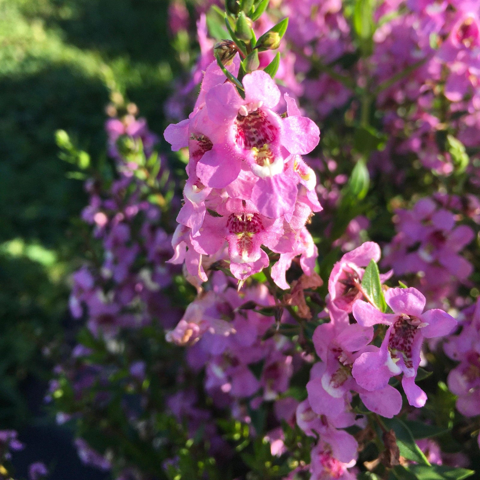 Angelonia angustifolia 'PAS1209524' ~ Serenita® Lavender Summer Snapdragon-ServeScape