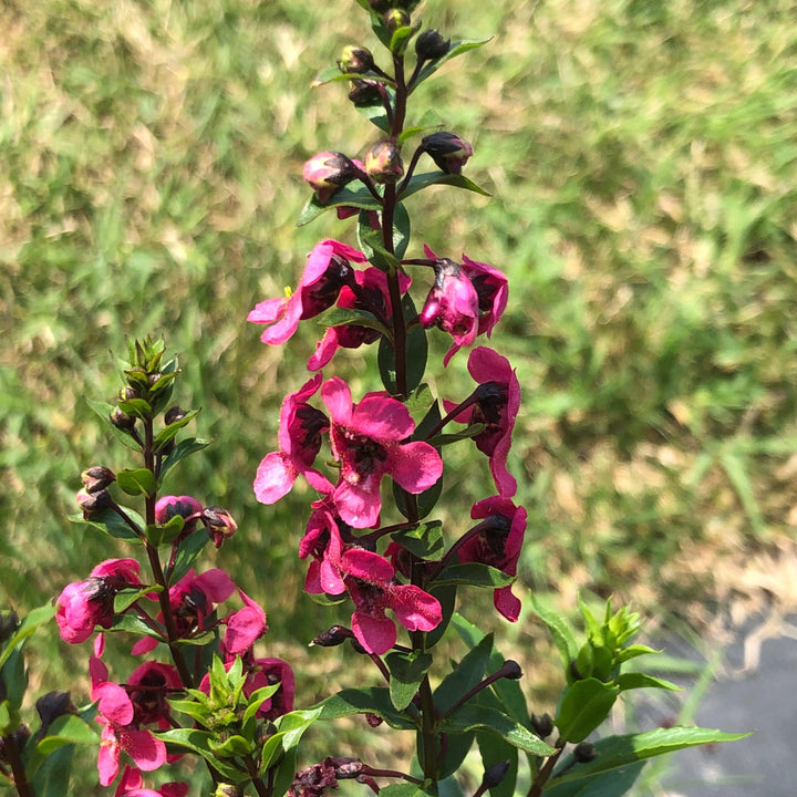 Angelonia angustifolia 'PAS1141456' ~ Serenita® Rose Summer Snapdragon-ServeScape