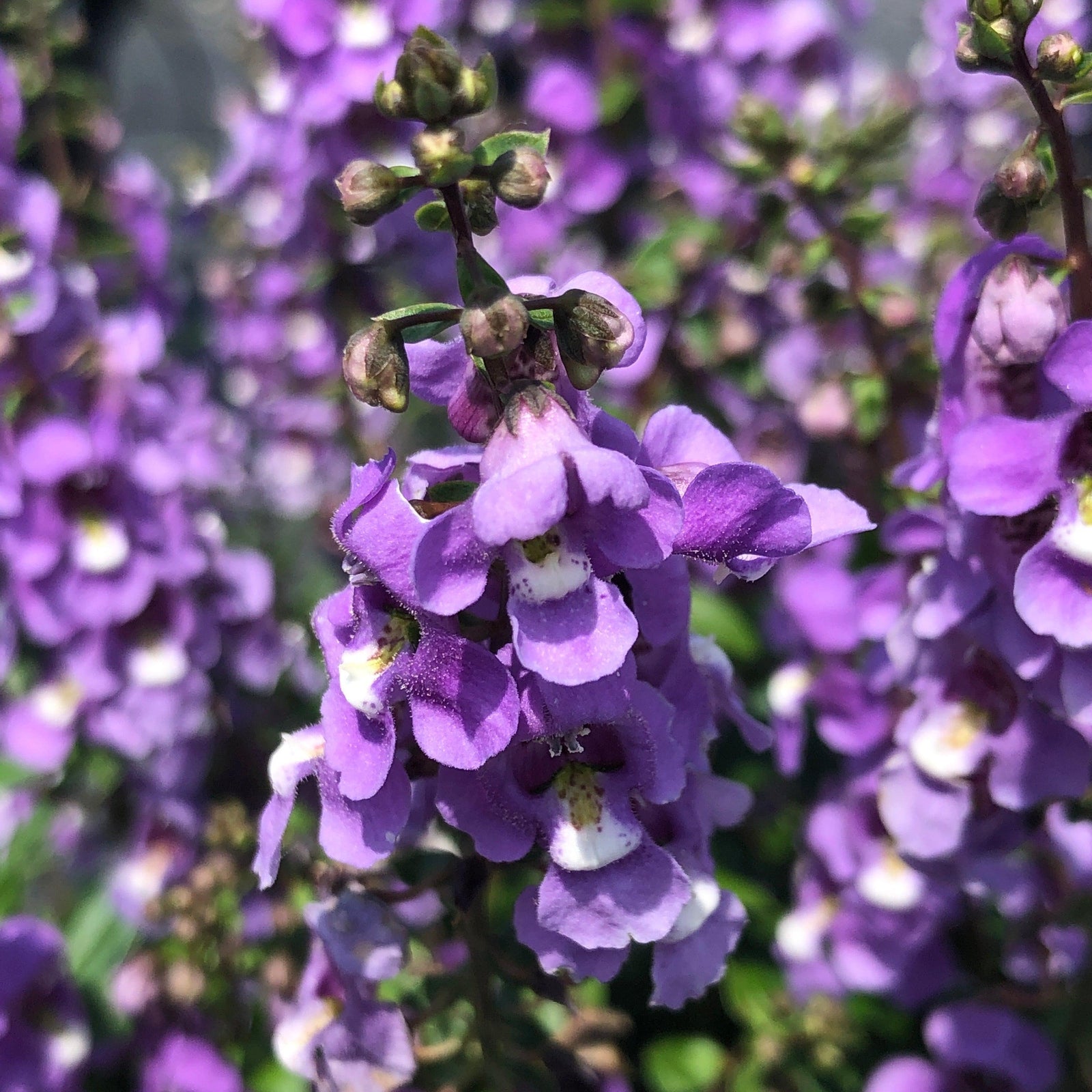 Angelonia angustifolia 'PAS1342273' ~ Serenita® Sky Blue Summer Snapdragon-ServeScape