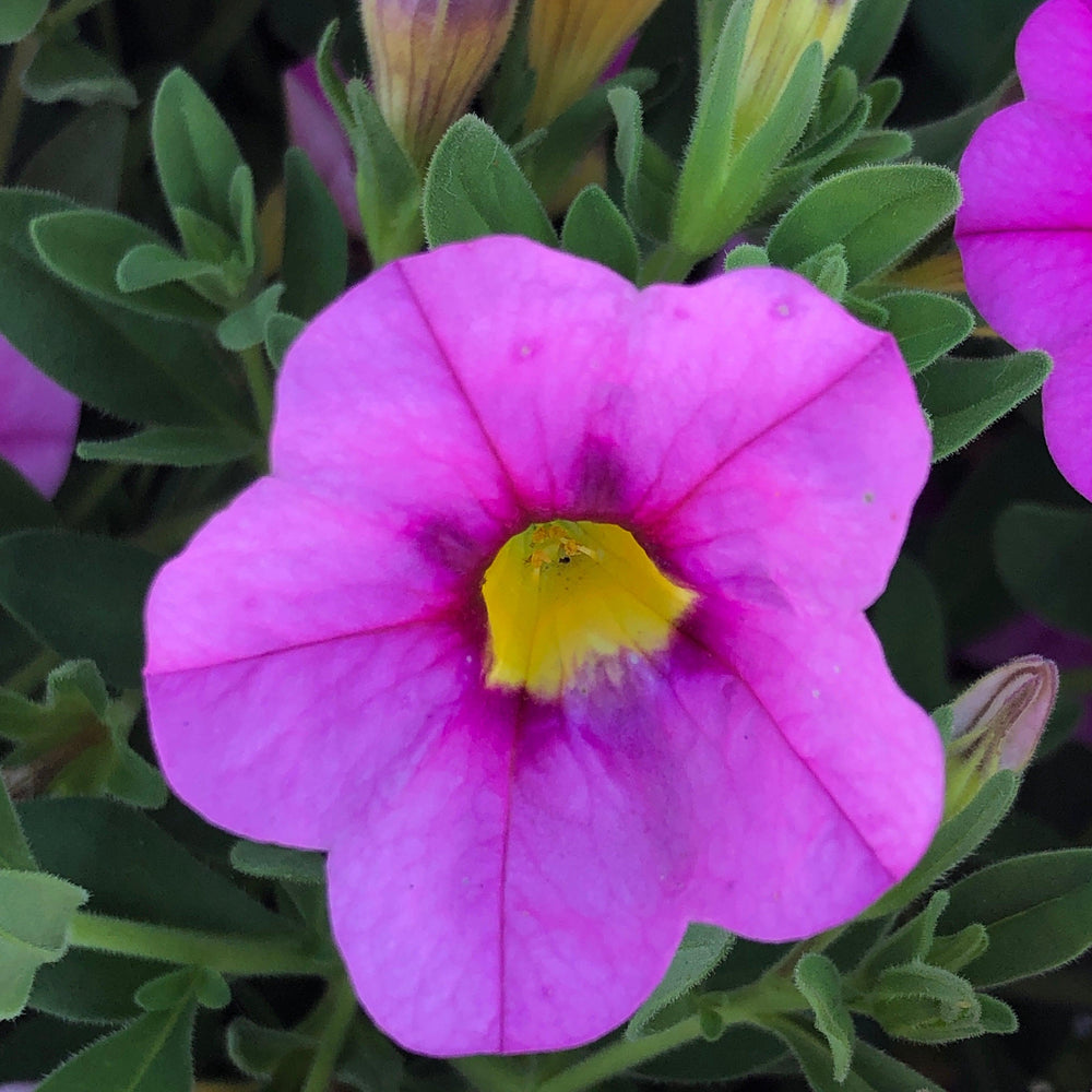Calibrachoa 'Calitastic Ballerina' ~ Calitastic® Ballerina Calibrachoa-ServeScape