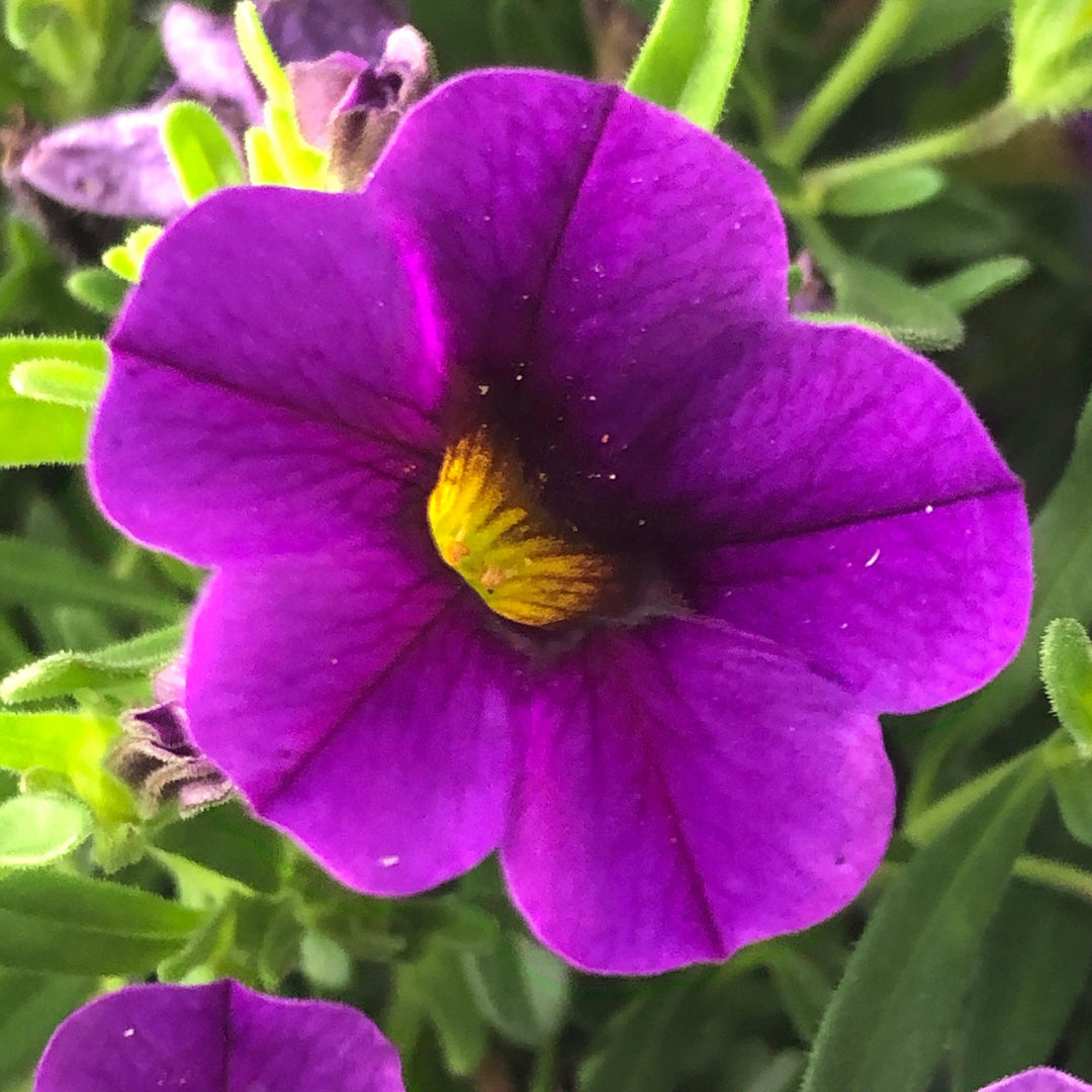 Calibrachoa 'Balcongarlu' ~ Conga™ Dark Blue Calibrachoa-ServeScape