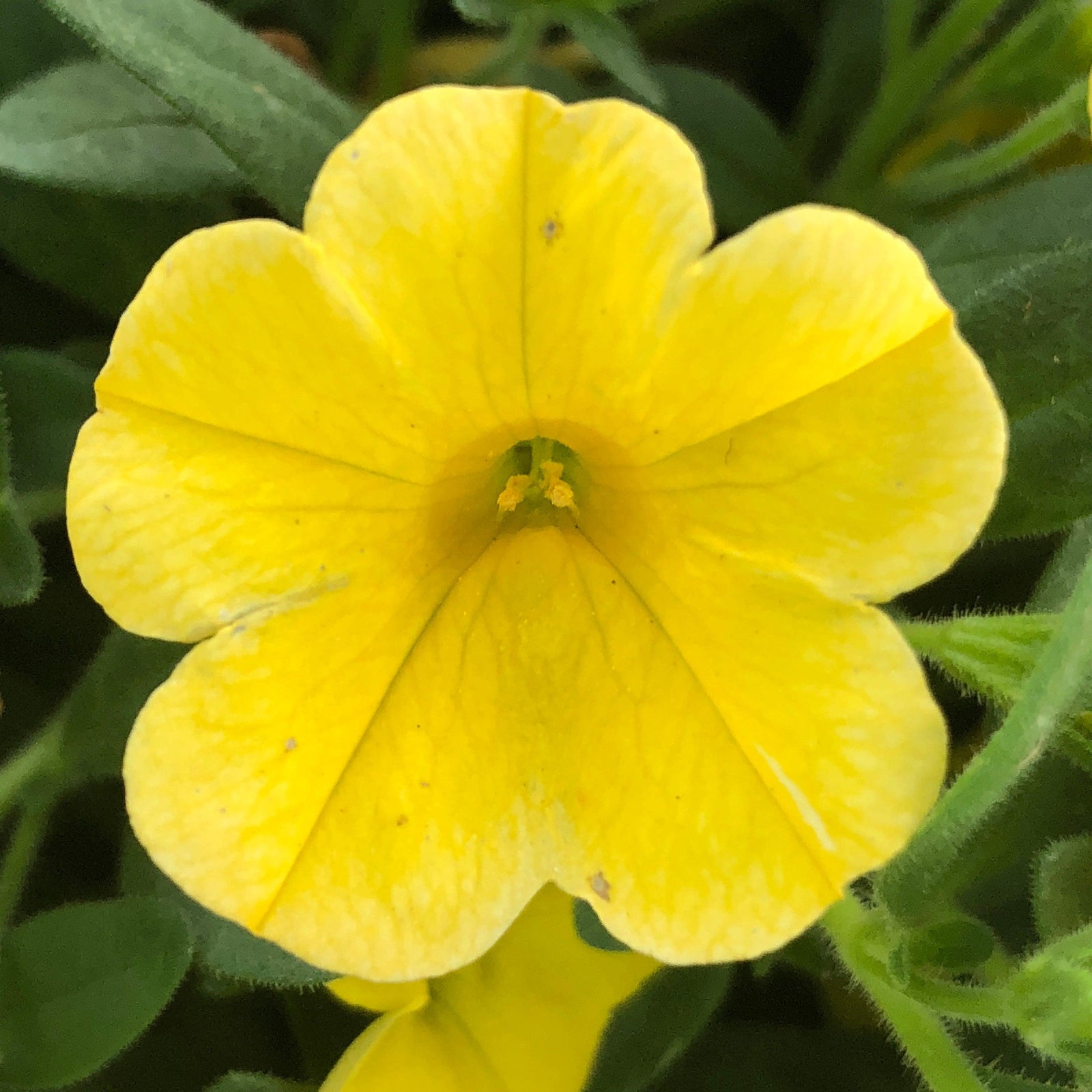 Calibrachoa 'Balcongdel' ~ Conga™ Deep Yellow Calibrachoa-ServeScape