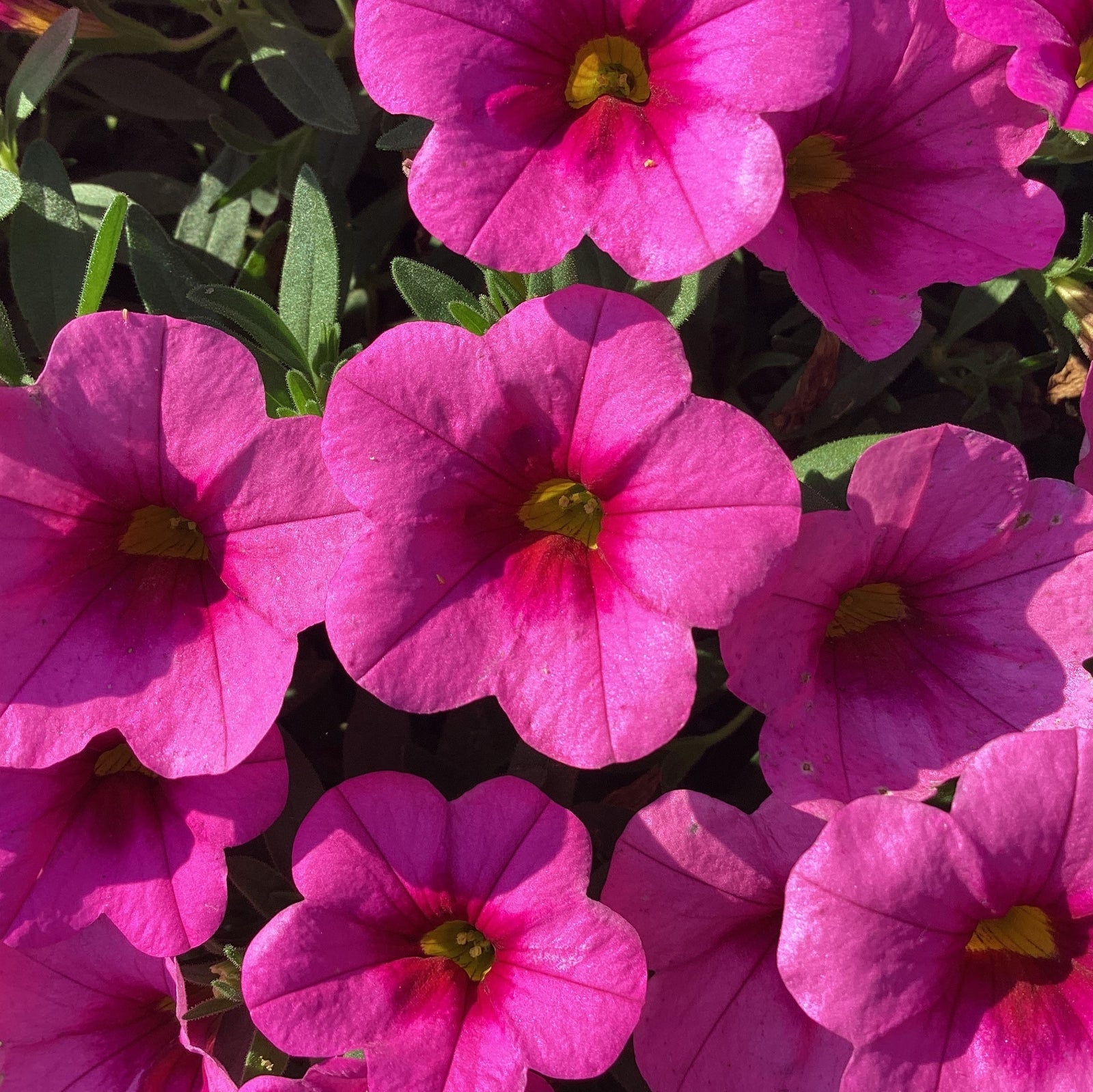Calibrachoa 'Balcongpik246' ~ Conga™ Pink Kiss Calibrachoa-ServeScape