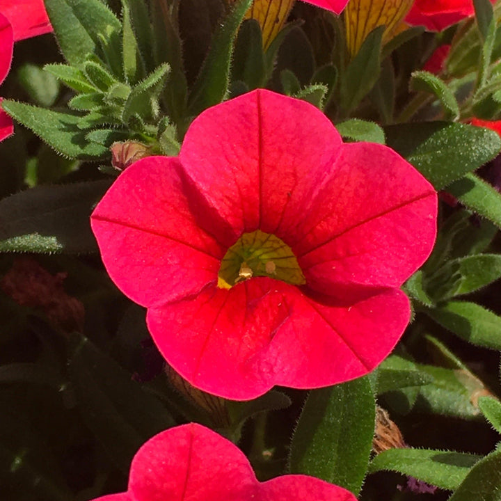 Calibrachoa 'Balcongedi' ~ Conga™ Red Calibrachoa-ServeScape
