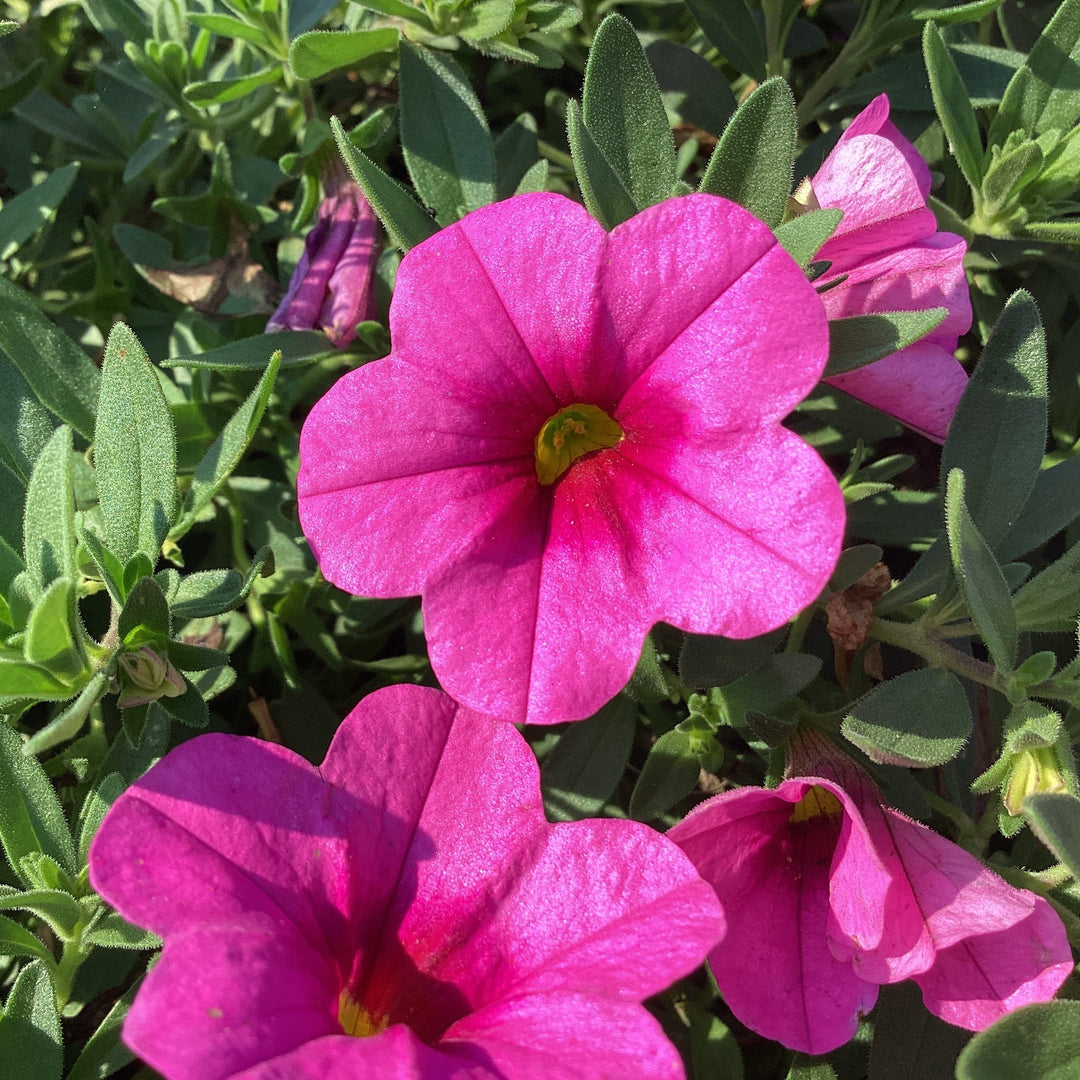 Calibrachoa 'Balcongosiss' ~ Conga™ Rose Calibrachoa-ServeScape