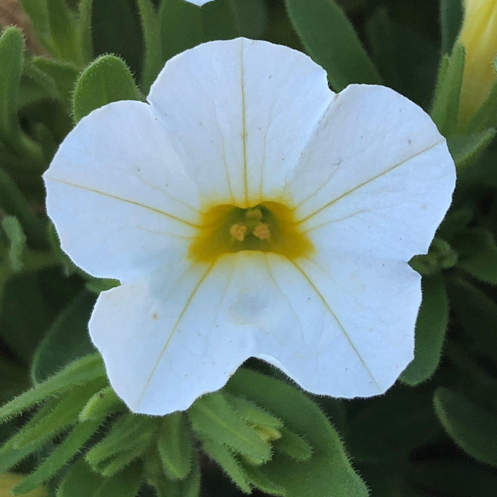 Calibrachoa 'Balcongwiti' ~ Conga™ White Calibrachoa-ServeScape