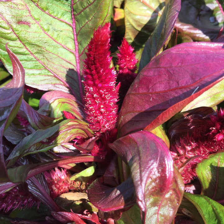 Celosia argentea 'PAS1375173' ~ Sol™ Lizzard Leaf Cleosia-ServeScape