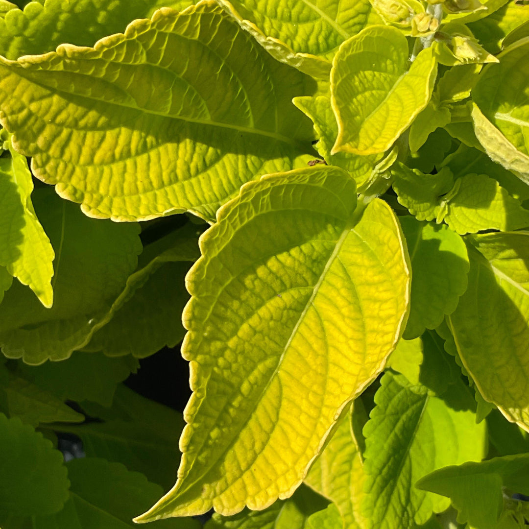 Solenostemon scutellarioides 'Main Street Chartres Street’ ~ Main Street Chartres Street™ Coleus-ServeScape