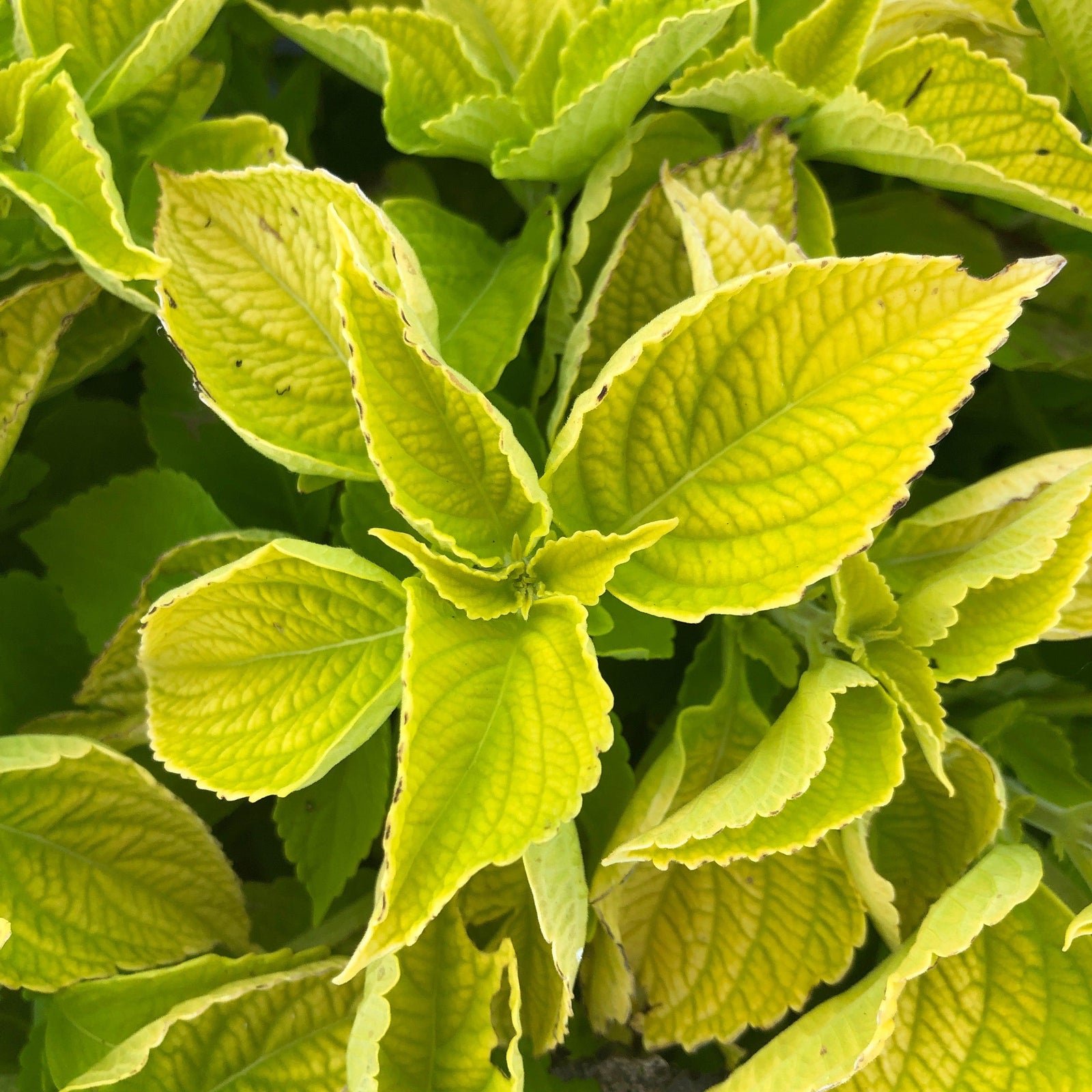 Solenostemon scutellarioides 'Main Street Chartres Street’ ~ Main Street Chartres Street™ Coleus-ServeScape