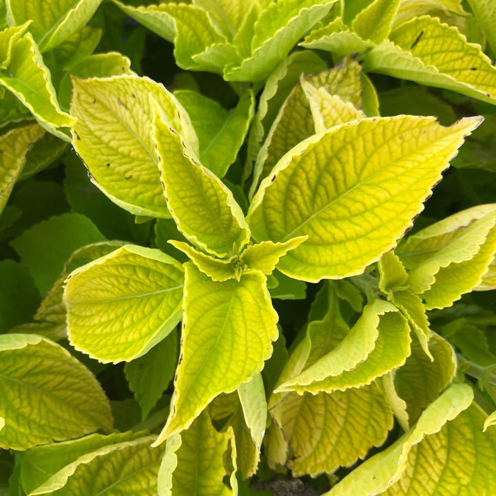 Solenostemon scutellarioides 'Main Street Chartres Street’ ~ Main Street Chartres Street™ Coleus-ServeScape