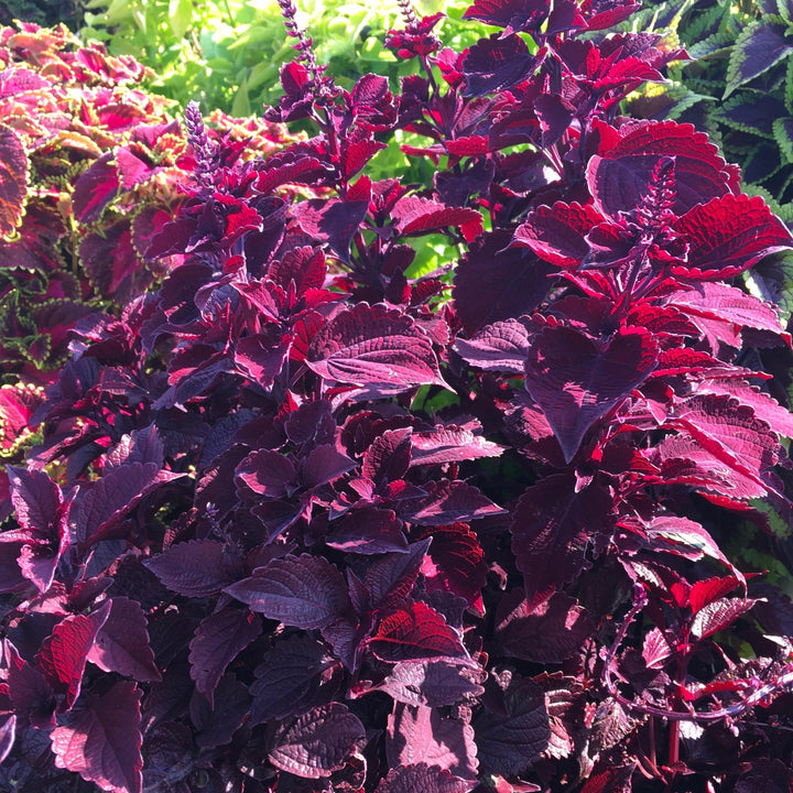 Solenostemon scutellarioides 'Main Street Beale Street’ ~ Main Street Beale Street™ Coleus-ServeScape