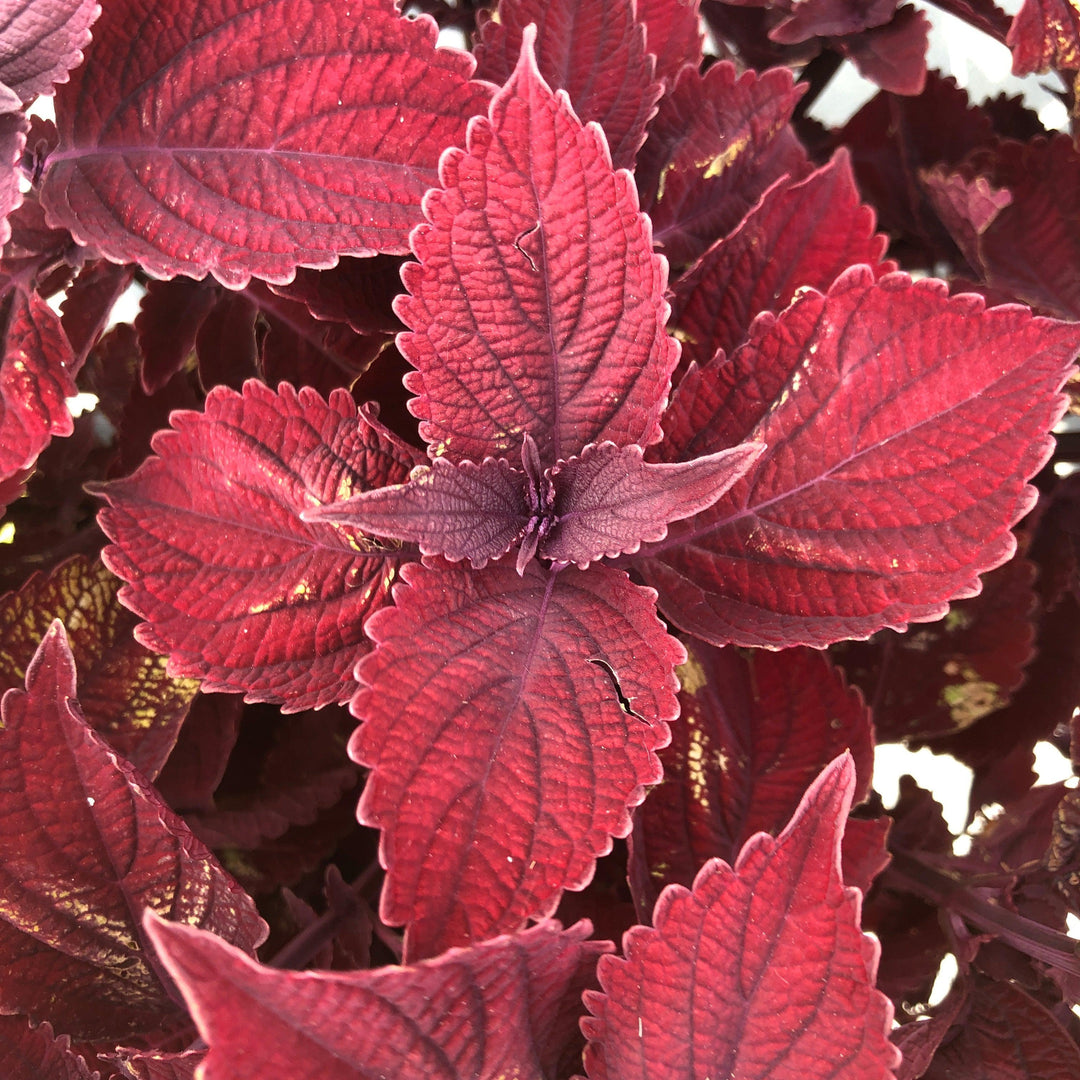 Solenostemon scutellarioides 'Main Street Beale Street’ ~ Main Street Beale Street™ Coleus-ServeScape