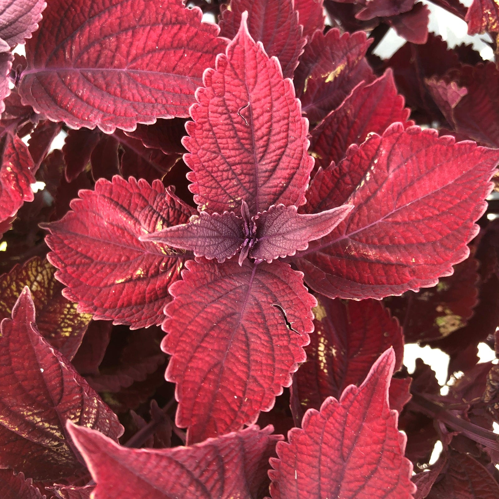 Solenostemon scutellarioides 'Main Street Beale Street’ ~ Main Street Beale Street™ Coleus-ServeScape