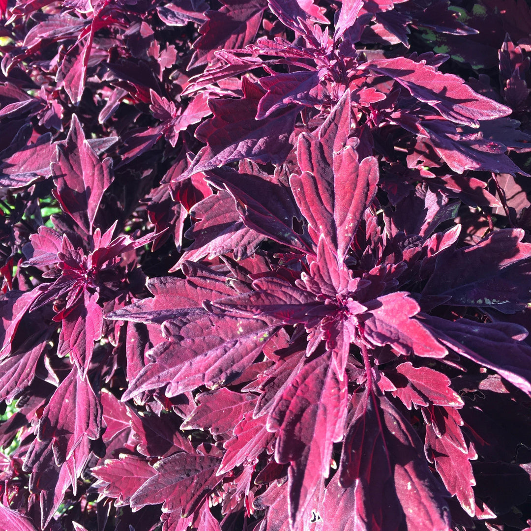 Solenostemon scutellarioides 'UF15-97-9’ ~ FlameThrower™ Salsa Rojo Coleus-ServeScape