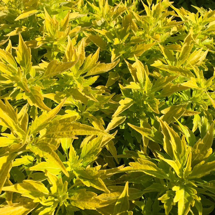 Solenostemon scutellarioides 'UF14-24-1’ ~ FlameThrower™ Salsa Verde Coleus-ServeScape