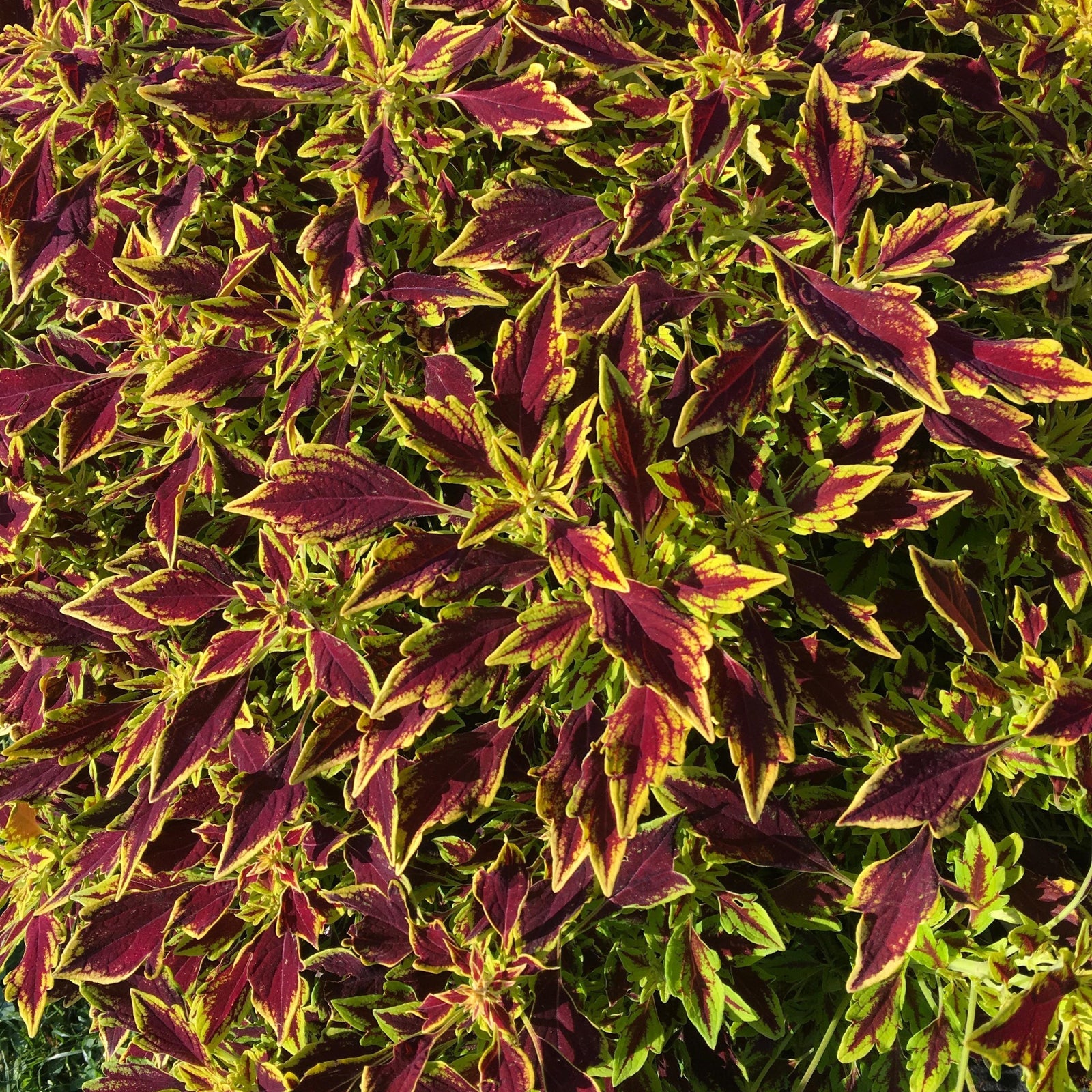 Solenostemon scutellarioides 'UF15-6-28’ ~ FlameThrower™ Serrano Coleus-ServeScape