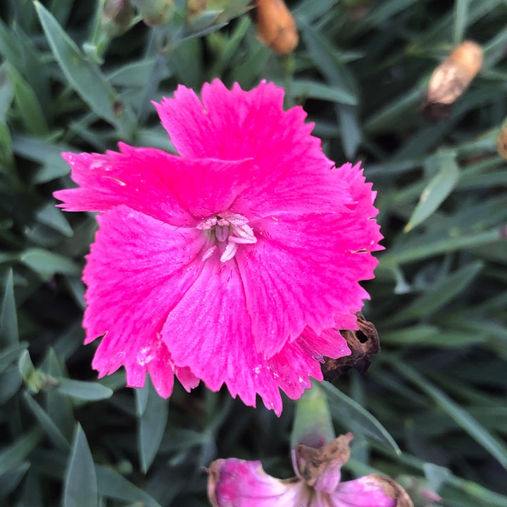 Dianthus 'Uribest52' PP #28,239 Vivid™ Bright Light ~ Vivid™ Bright Light Dianthus-ServeScape