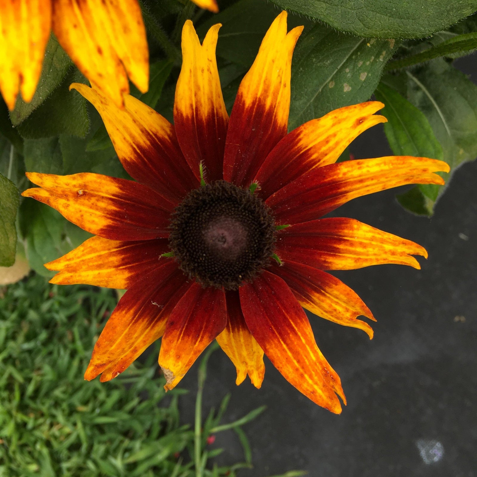 x echibeckia 'Summerina Sunbeat' ~ Summerina® Sunbeat Echibeckia-ServeScape