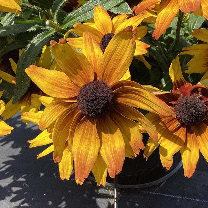 x echibeckia 'Summerina Sunbeat' ~ Summerina® Sunbeat Echibeckia-ServeScape
