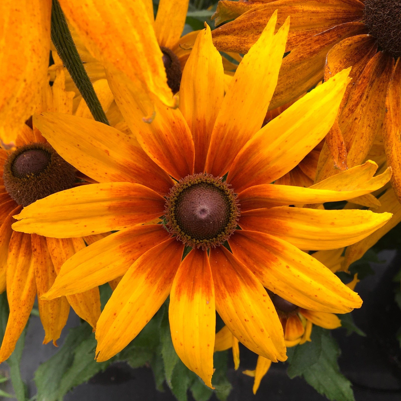 x echibeckia 'Summerina Sunchaser' ~ Summerina® Sunchaser Echibeckia-ServeScape