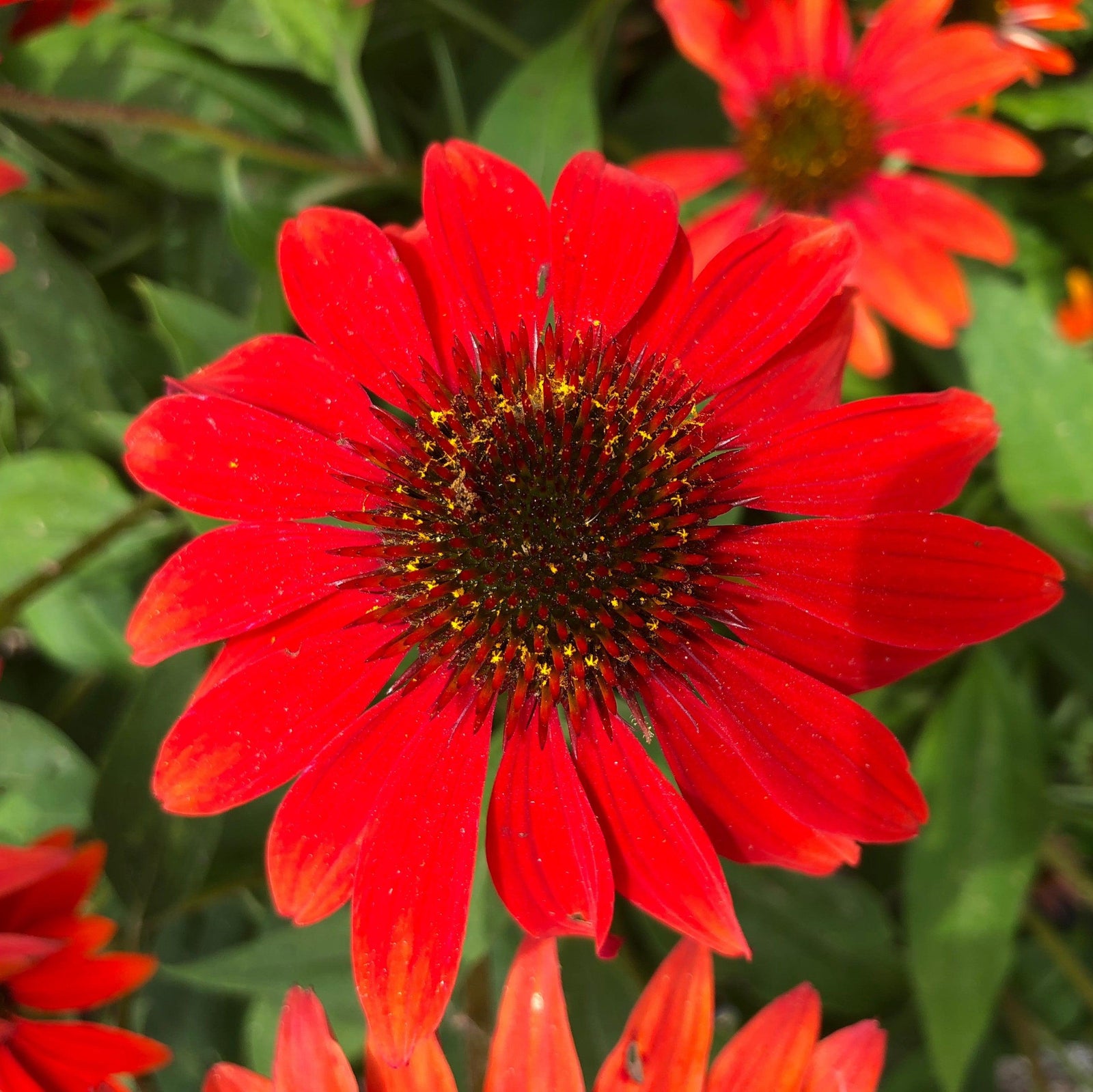 Echinacea x 'Balsomanita' PPAF ~ Sombrero® Sangrita Coneflower-ServeScape