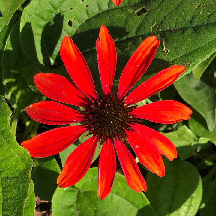 Echinacea x 'Balsomanita' PPAF ~ Sombrero® Sangrita Coneflower-ServeScape