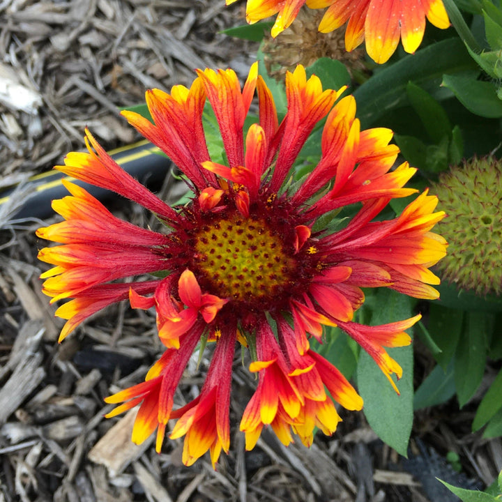 Gaillardia 'Copper Sun' ~ Spintop™ Copper Sun Blanket Flower-ServeScape
